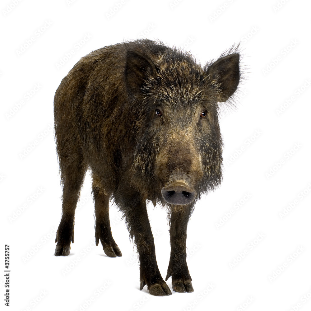 wild boar in front of a white background wild boar in front of a white background