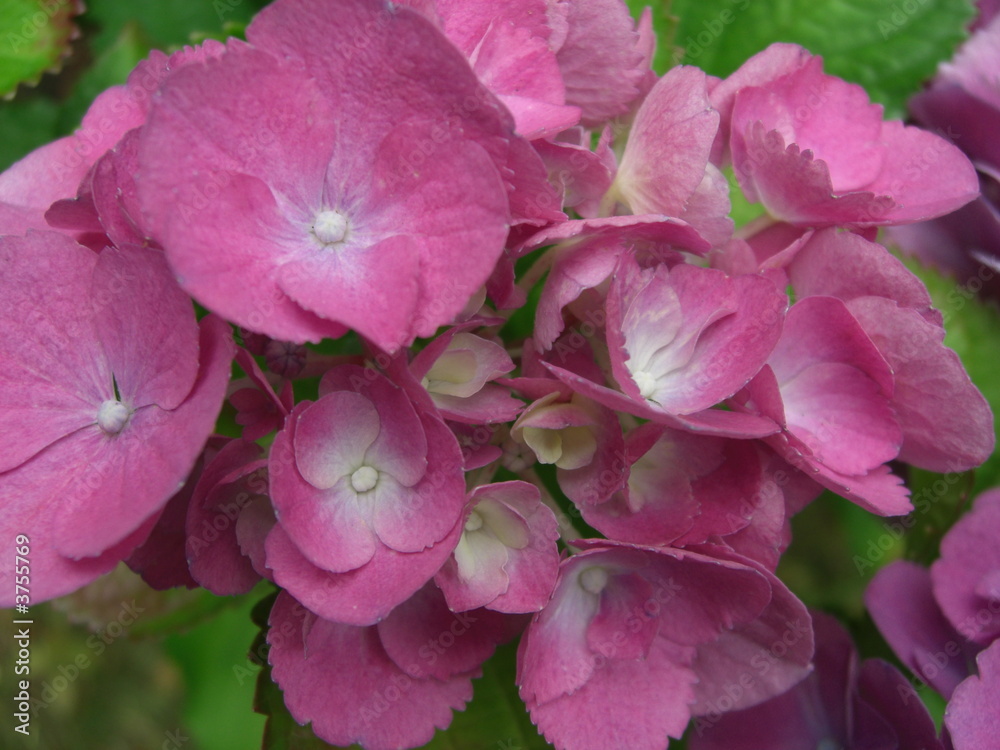 Fototapeta premium Hortensienblüte