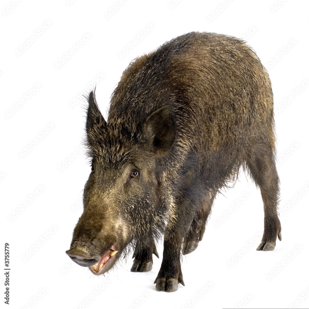 wild boar in front of a white background wild boar in front of a white background