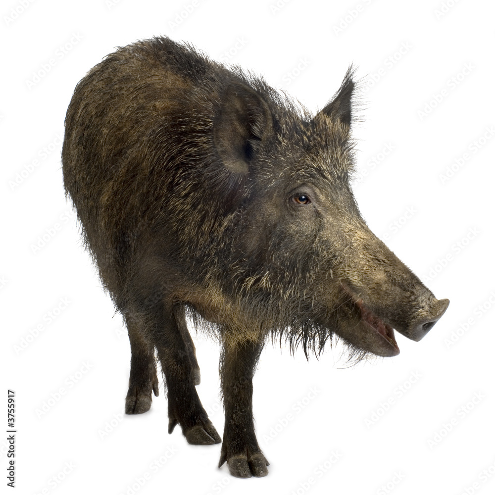 wild boar in front of a white background wild boar in front of a white background
