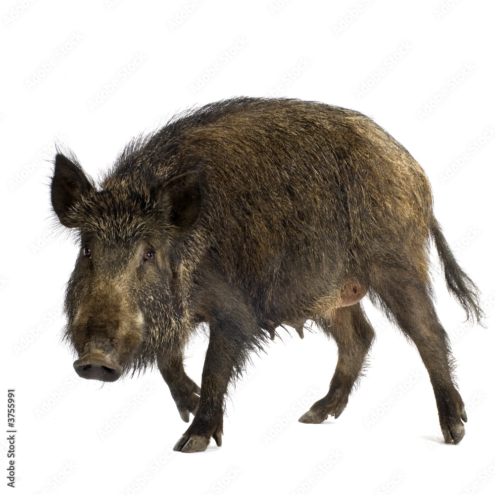 wild boar in front of a white background wild boar in front of a white background