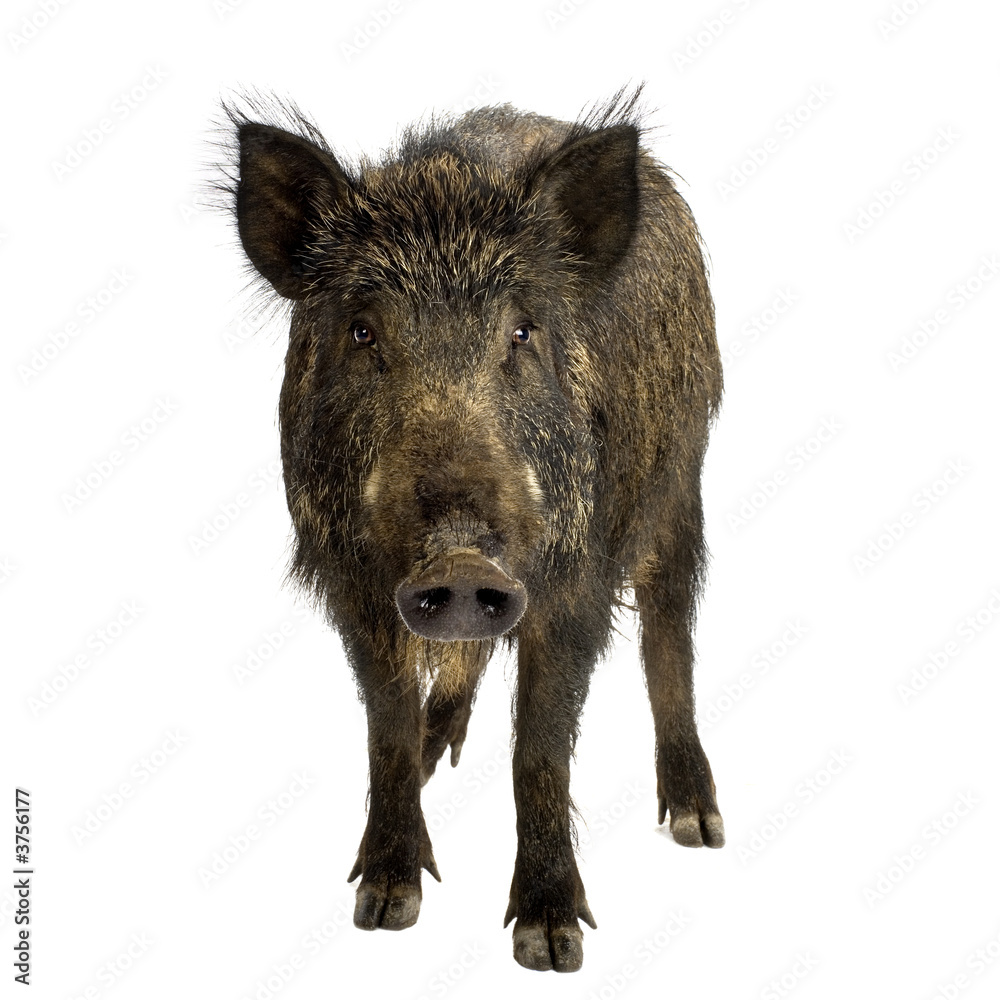 wild boar in front of a white background wild boar in front of a white background
