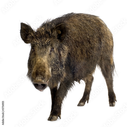 Fotomurale wild boar in front of a white background