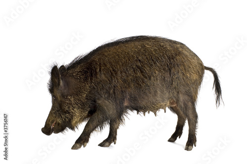 wild boar in front of a white background