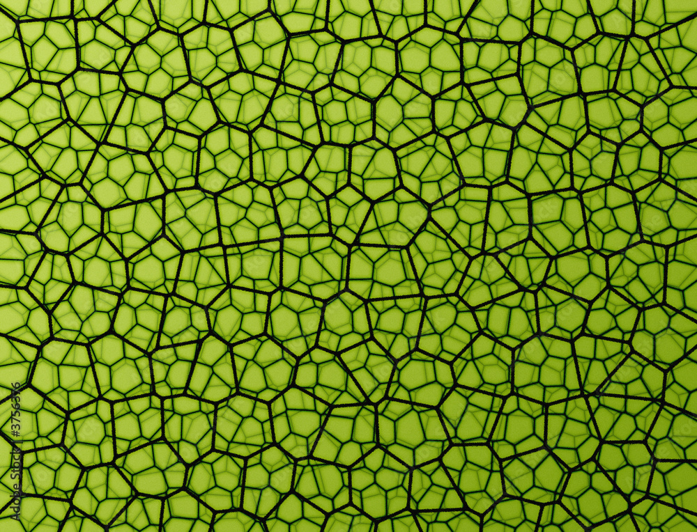 Fototapeta Green texture showing leaf structure, ecology background.
