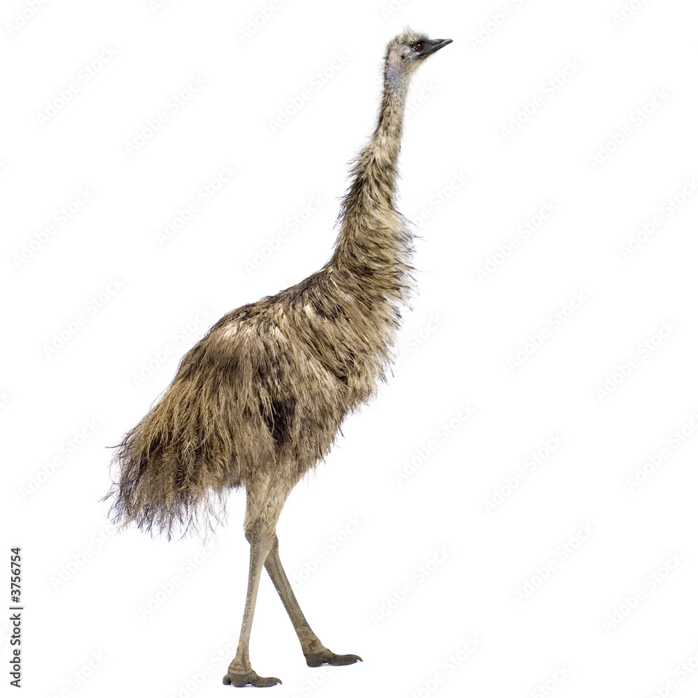 Fototapeta premium Emu in front of a white background