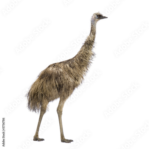 Emu in front of a white background
