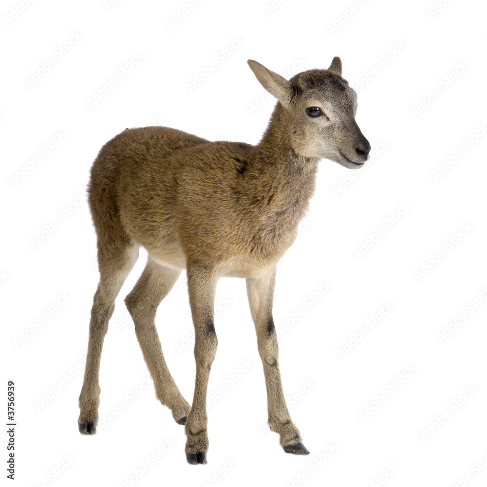 Mountain sheep of the alps in front of a white background