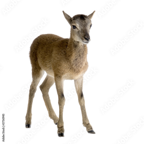 Mountain sheep of the alps in front of a white background