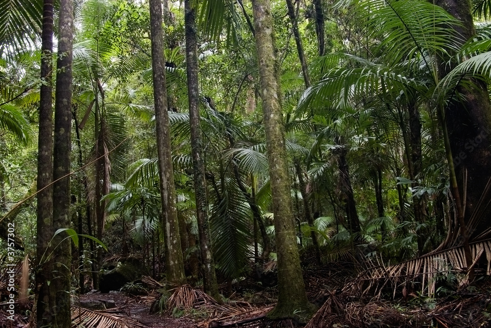 Obraz premium the beautiful nature of border ranges rain forest 