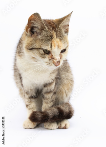 cat