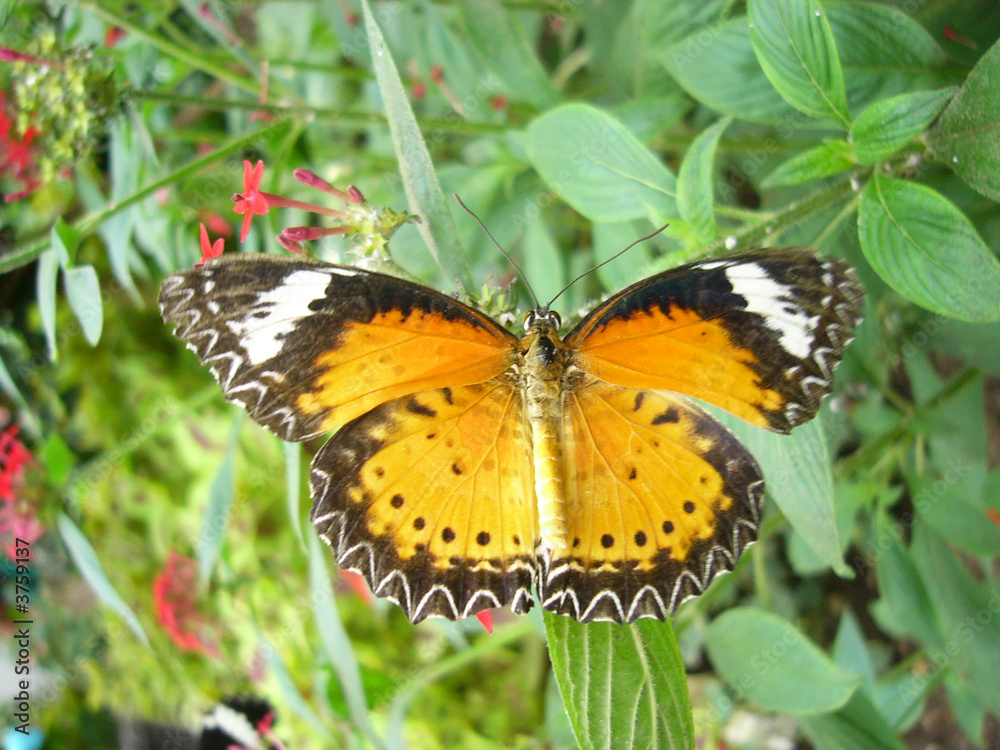 Obraz premium Schmetterling