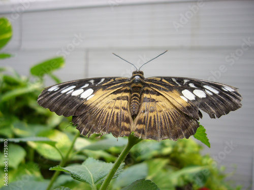 Schmetterling