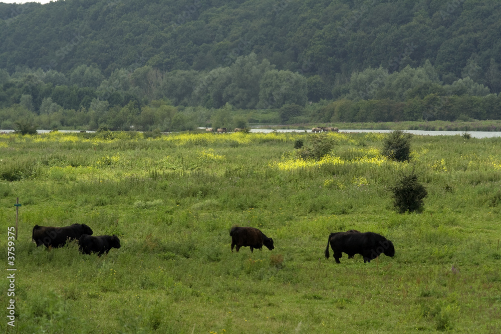 Grazing galloway cattle