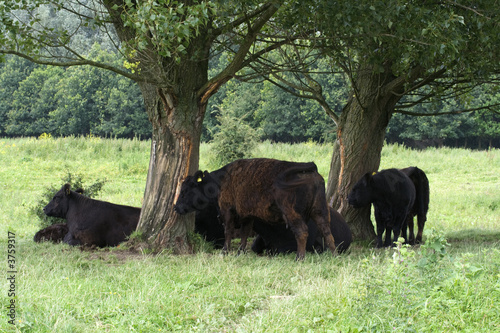 Galloway cattle