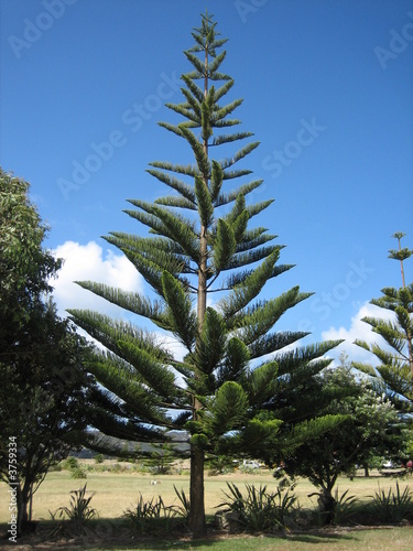 Pine NZ
