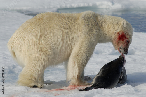 Polar Bear with seal photo