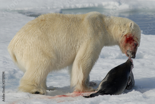 Polar Bear with seal