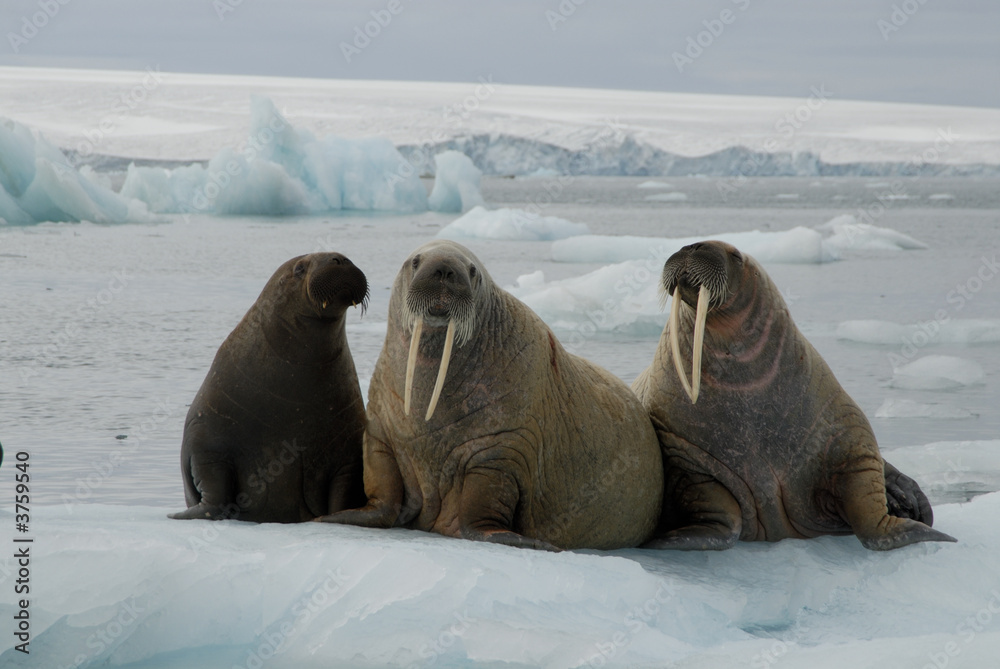 Naklejka premium Walruses on the ice