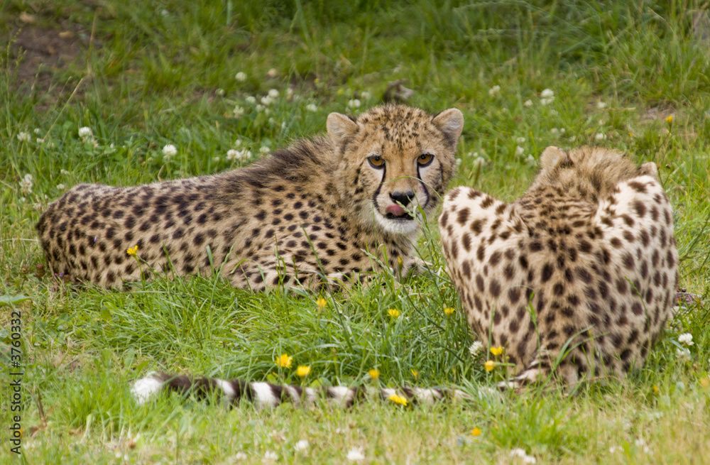 Cheetah (Acinonyx jubatus) - landscape orientation Cheetah (Acinonyx jubatus) - landscape orientation