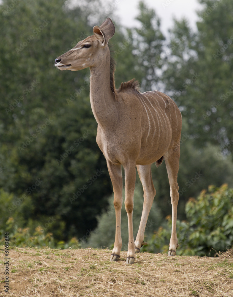 Greater Kudu (tragelaphus strepsiceros) - portrait orientation Greater Kudu (tragelaphus strepsiceros) - portrait orientation
