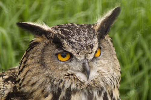 Fényképezés European Eagle Owl (Bubo Bubo Bubo) looking at viewer
