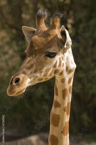 Head shot of Giraffe (giraffa camelopardalis reticulata) 