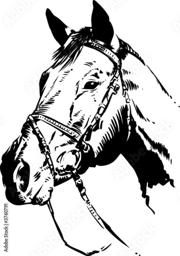 Horse Head Vector