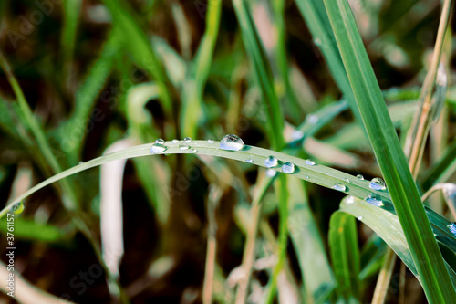 Green grass blade with drops after rain, close-up photo © Anatoly Vartanov