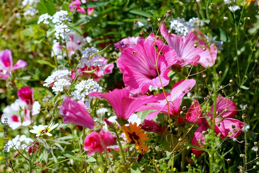 gazon fleuri 2 gazon fleuri 2