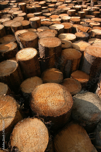 Woods