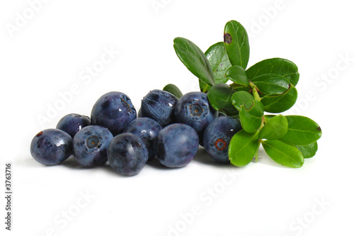 Scattering of bilberries
