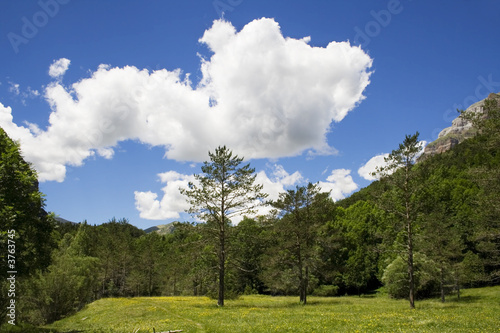 Bosque en Navarra. © zothen