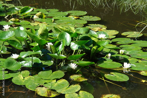 Tableau sur toile water-lily