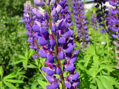 A bee collects nectar from a sprig of lupins