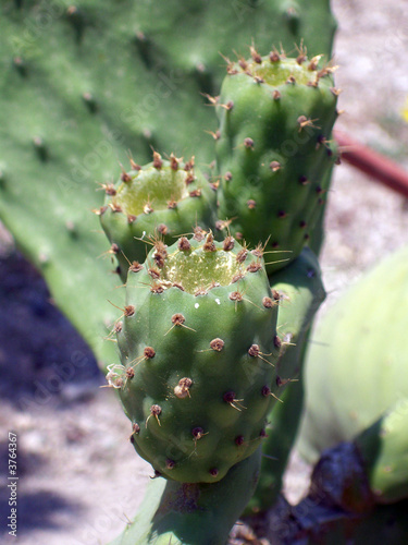 a close up of a cactus in a garden in santorini greece