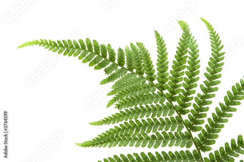 New Green Fern Frond on a White Background