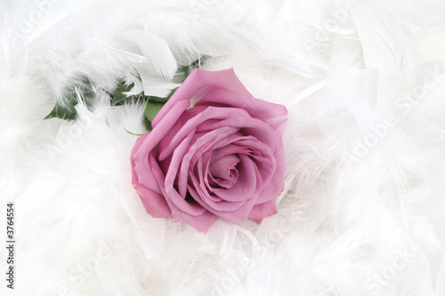 Pink rose with white background, taken closeup