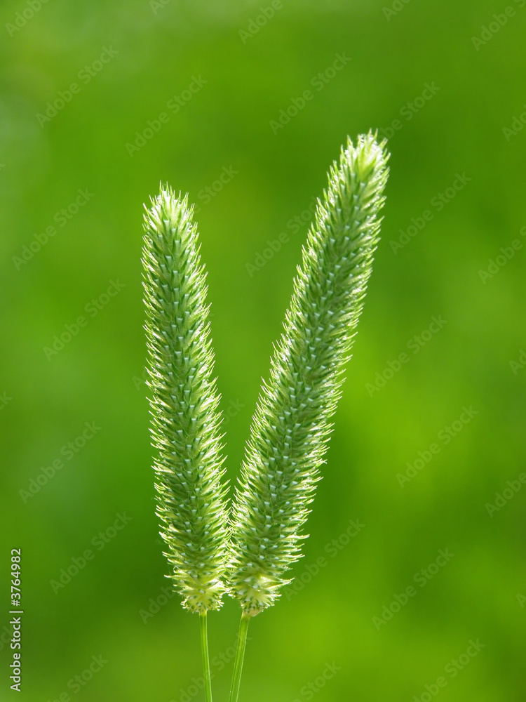 green grass green grass