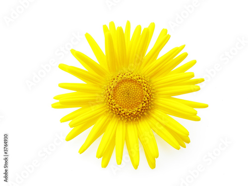 yellow daisy