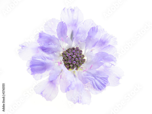 purple scabiose