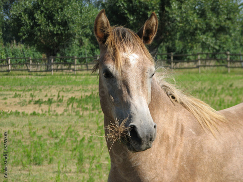 Cavallo © Eagle