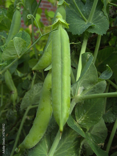 Erbse