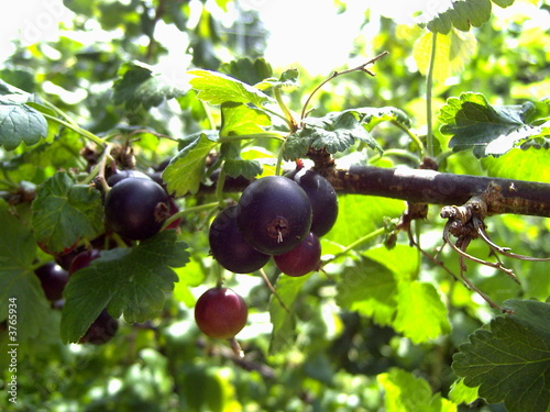 schwarze Johannisbeere