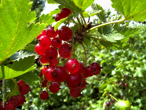 rote Johannisbeere