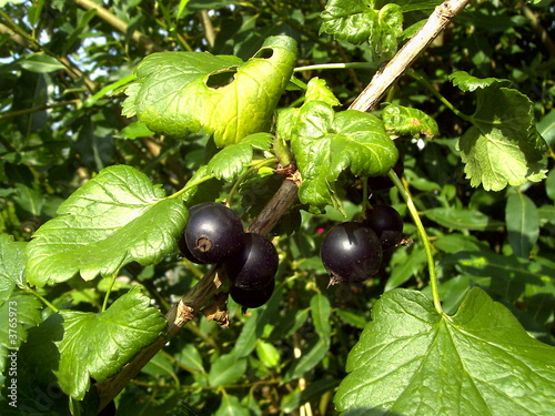 Johannisbeere