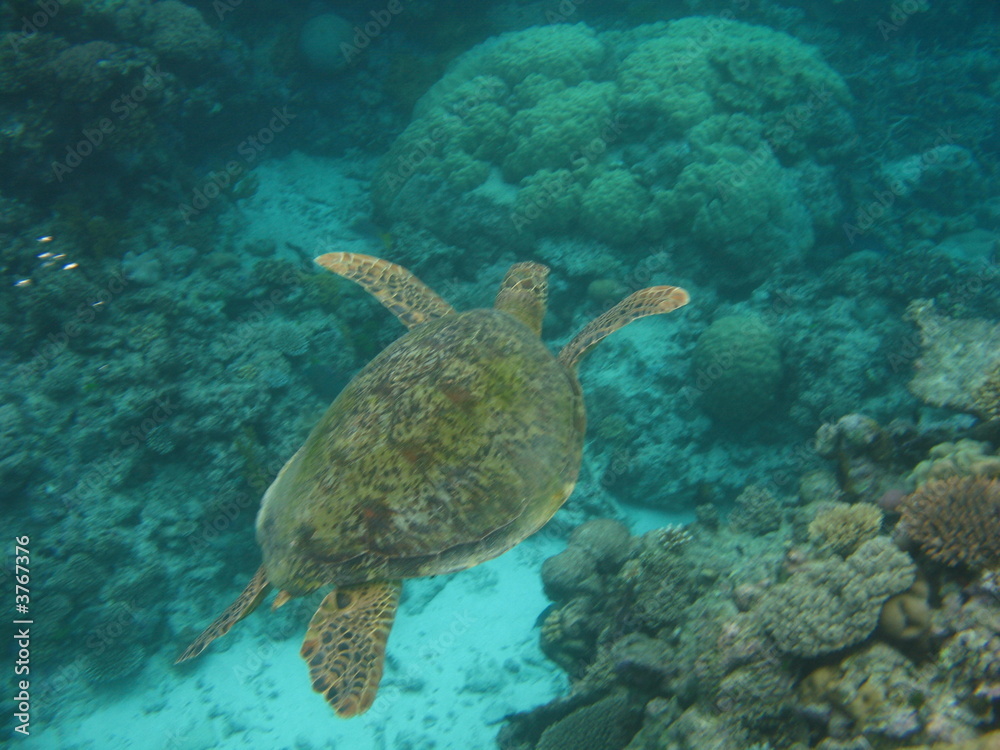 Naklejka premium Green turtle swimming over reef 2