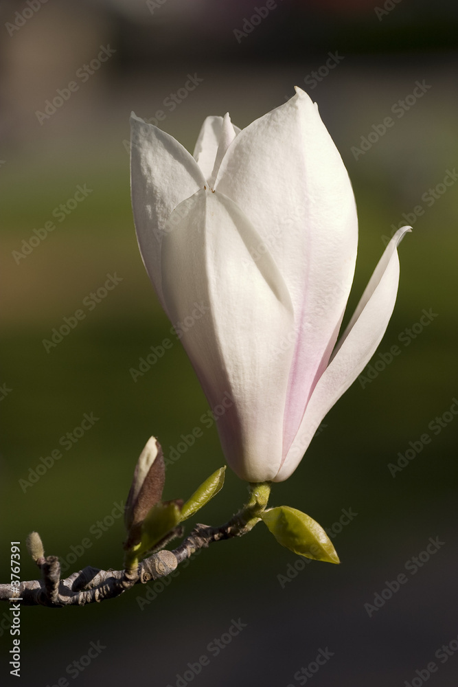 Fototapeta premium Magnolia