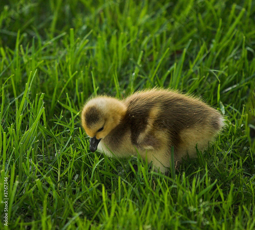 Gosling photo