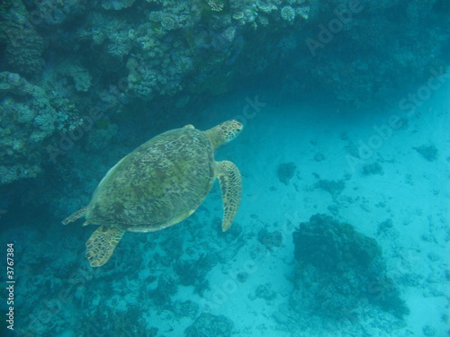 Green turtle swimming over reef 3